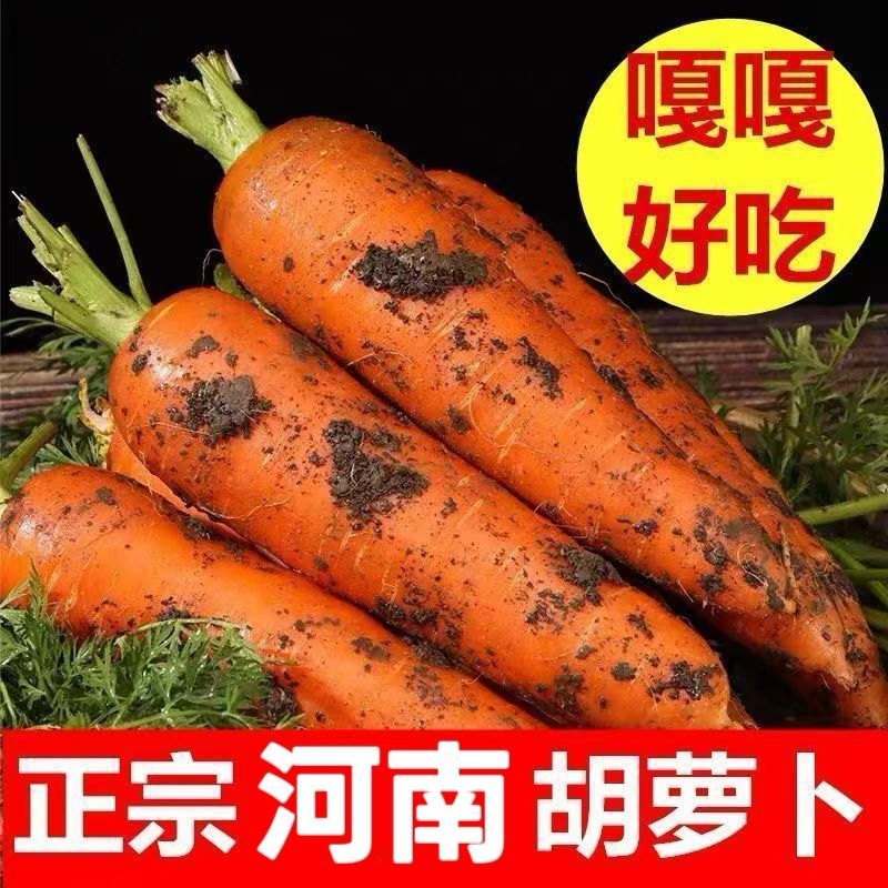 胡萝卜产地一手货源量大优惠，对接全国市场电商平台
