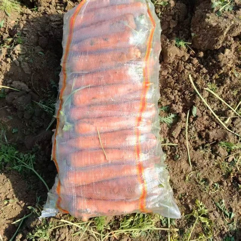 胡萝卜产地一手货源量大优惠，对接全国市场电商平台