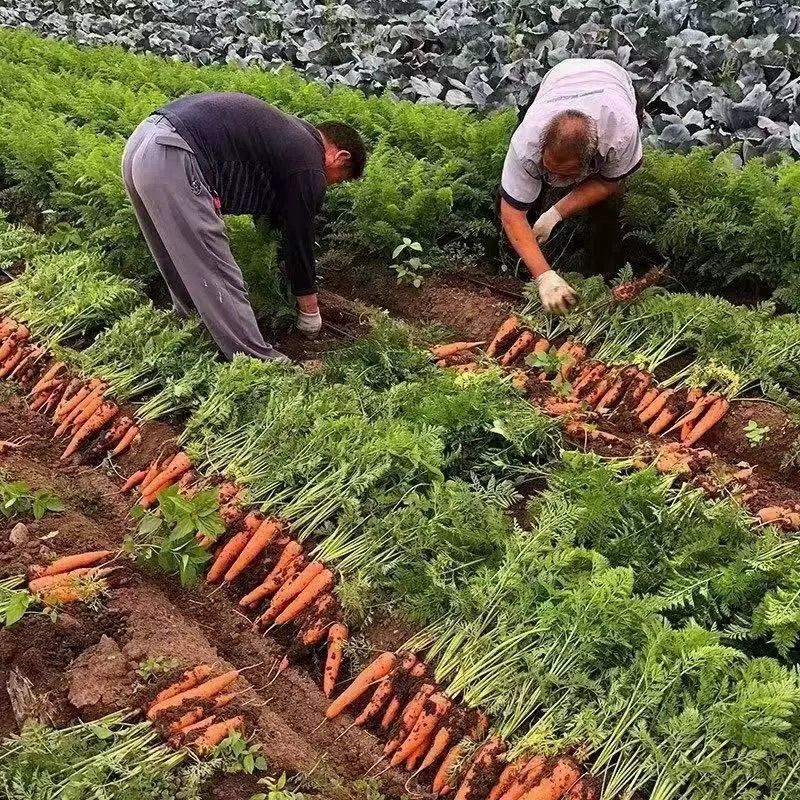 胡萝卜产地一手货源量大优惠，对接全国市场电商平台