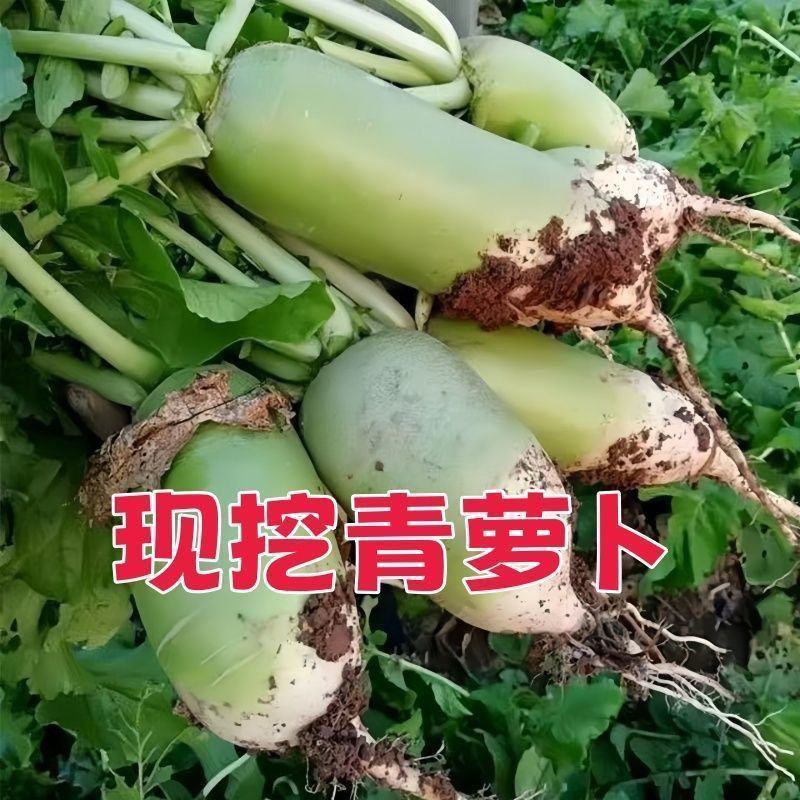 现挖青萝卜，产地一手货源量大优惠对接全国市场