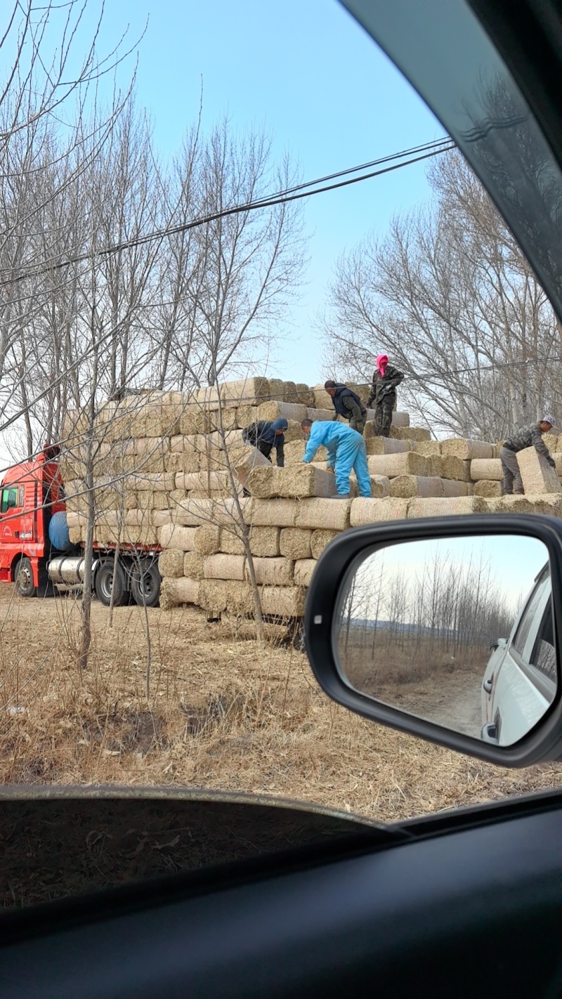 白城地区精品玉米秸秆