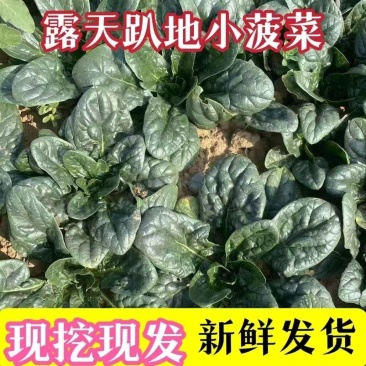 趴地菠菜，产地直发，量大优惠对接全国市场电商平台