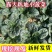 趴地菠菜，产地直发，量大优惠对接全国市场电商平台