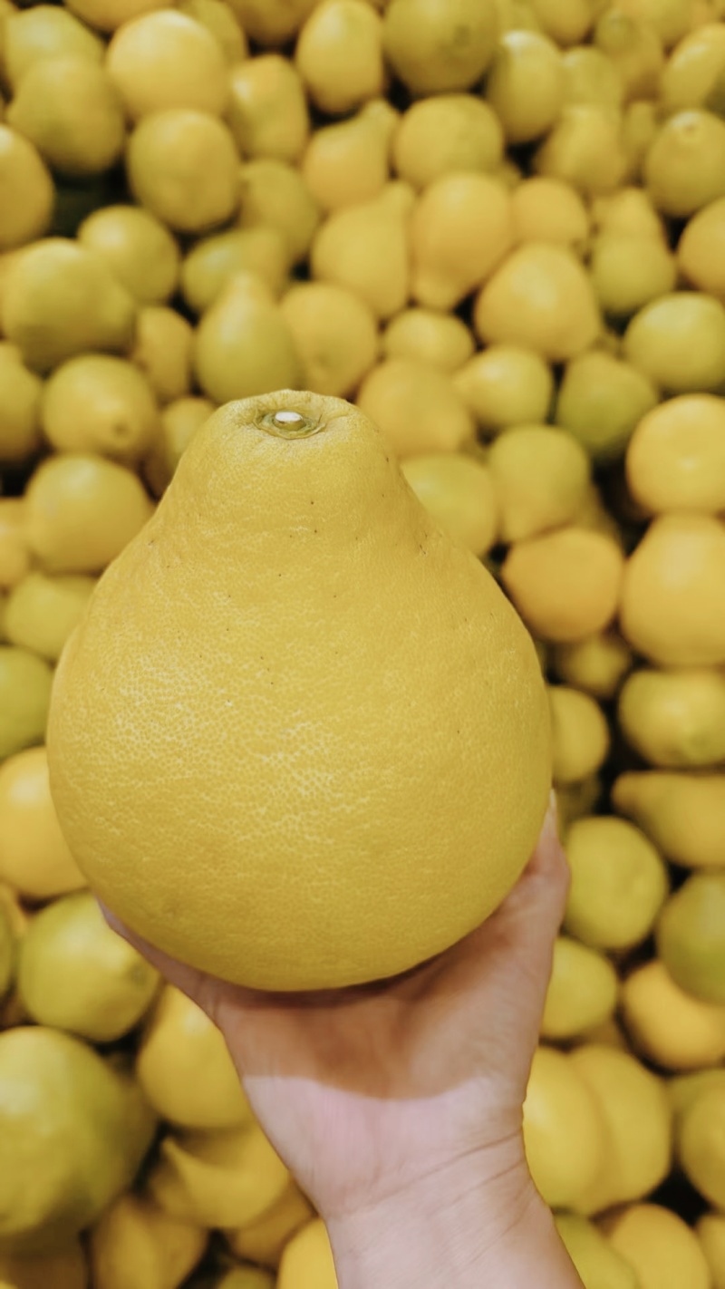 梅州沙田柚