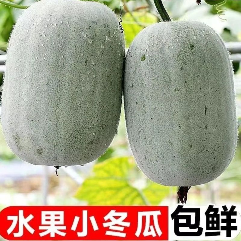 水果冬瓜，产地直发，量大优惠，对接全国市场电商平台欢迎合