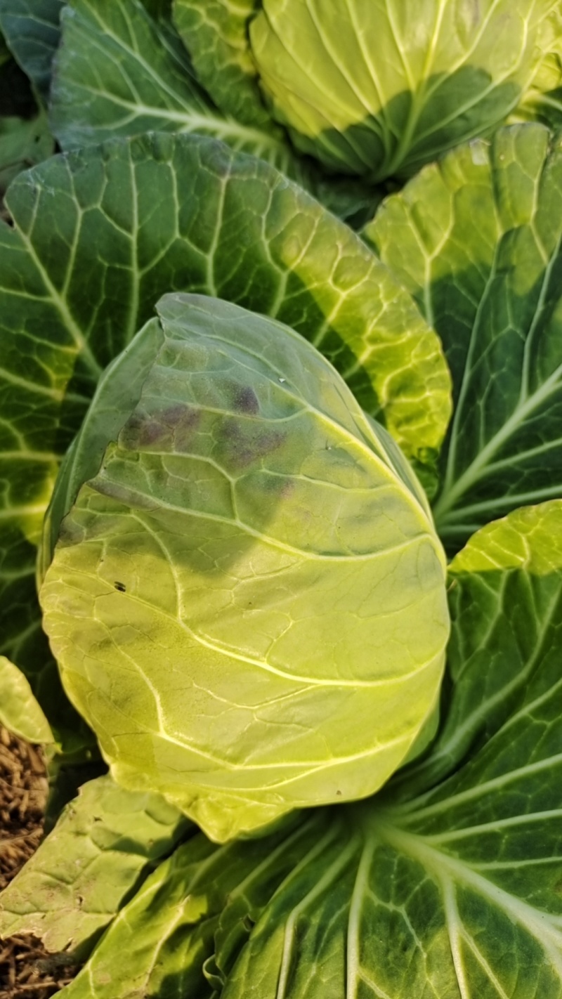 原产地牛心甘蓝提供纸箱网袋透明袋等包装按需分拣打包装车