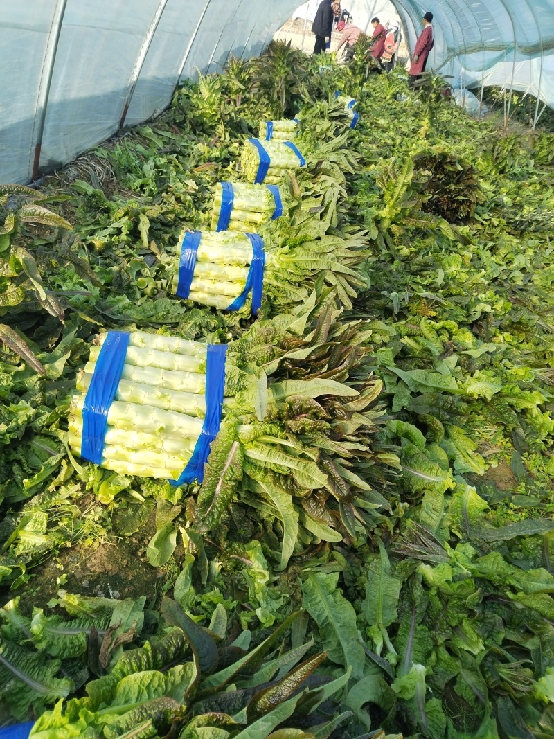 实力红叶香莴苣发货清新爽口产地直发一手货源欢迎咨询