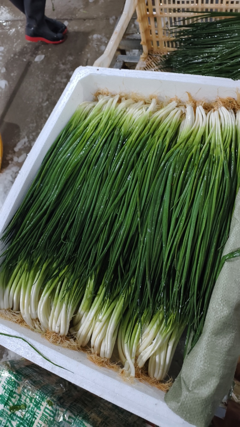 精品小香葱