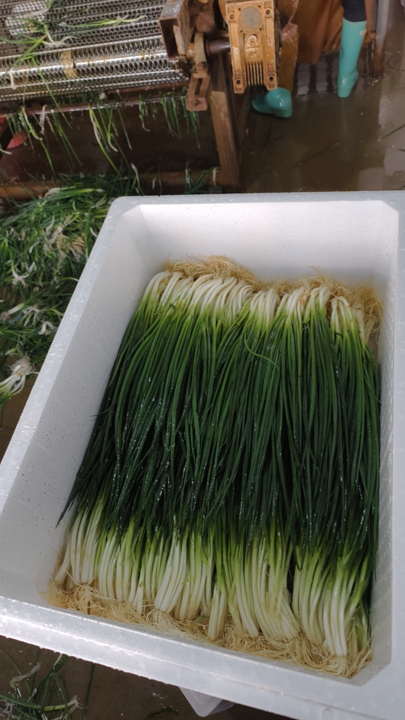 精品小香葱