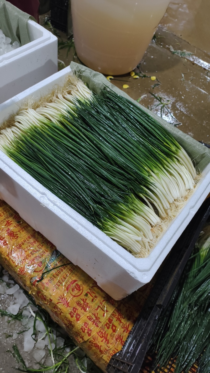 精品小香葱