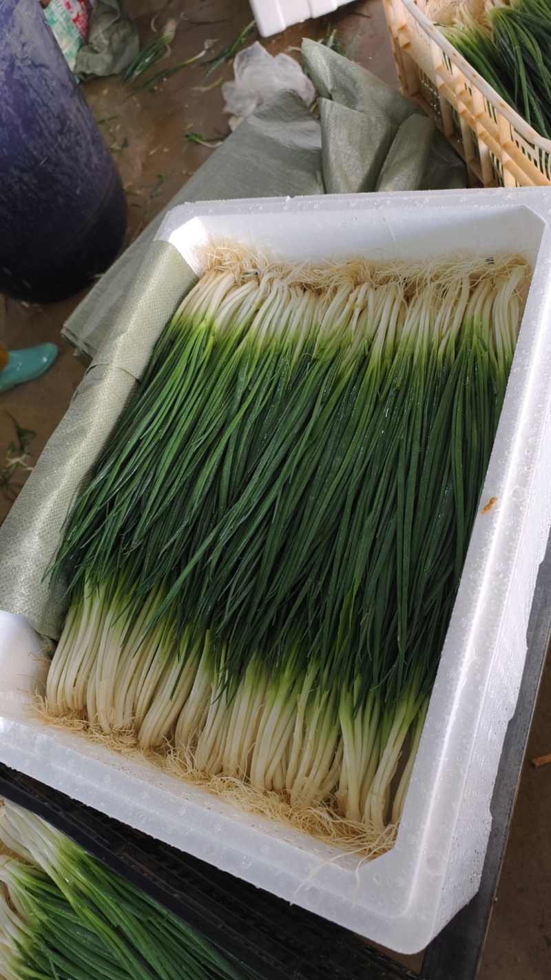 精品小香葱
