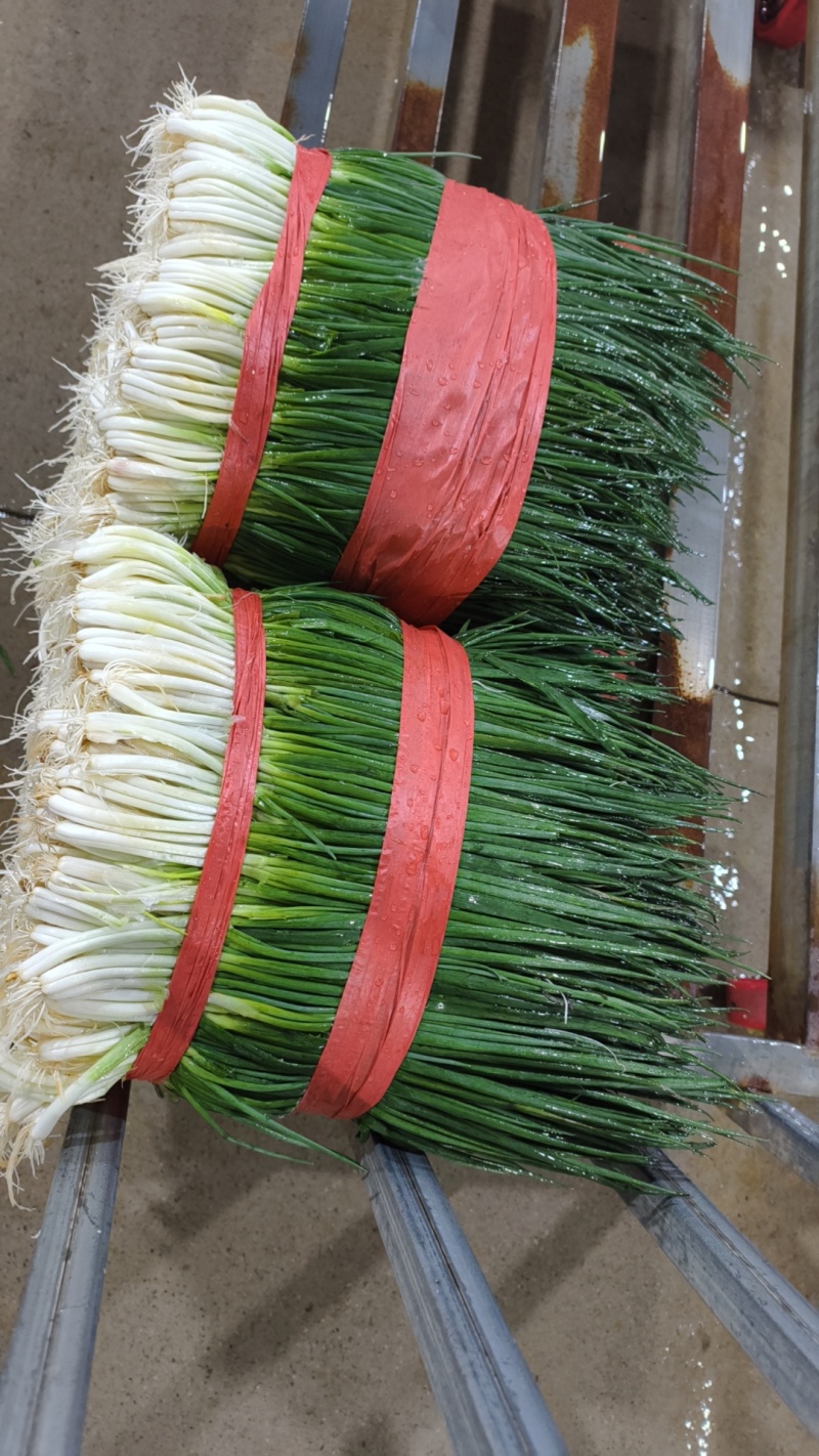精品小香葱