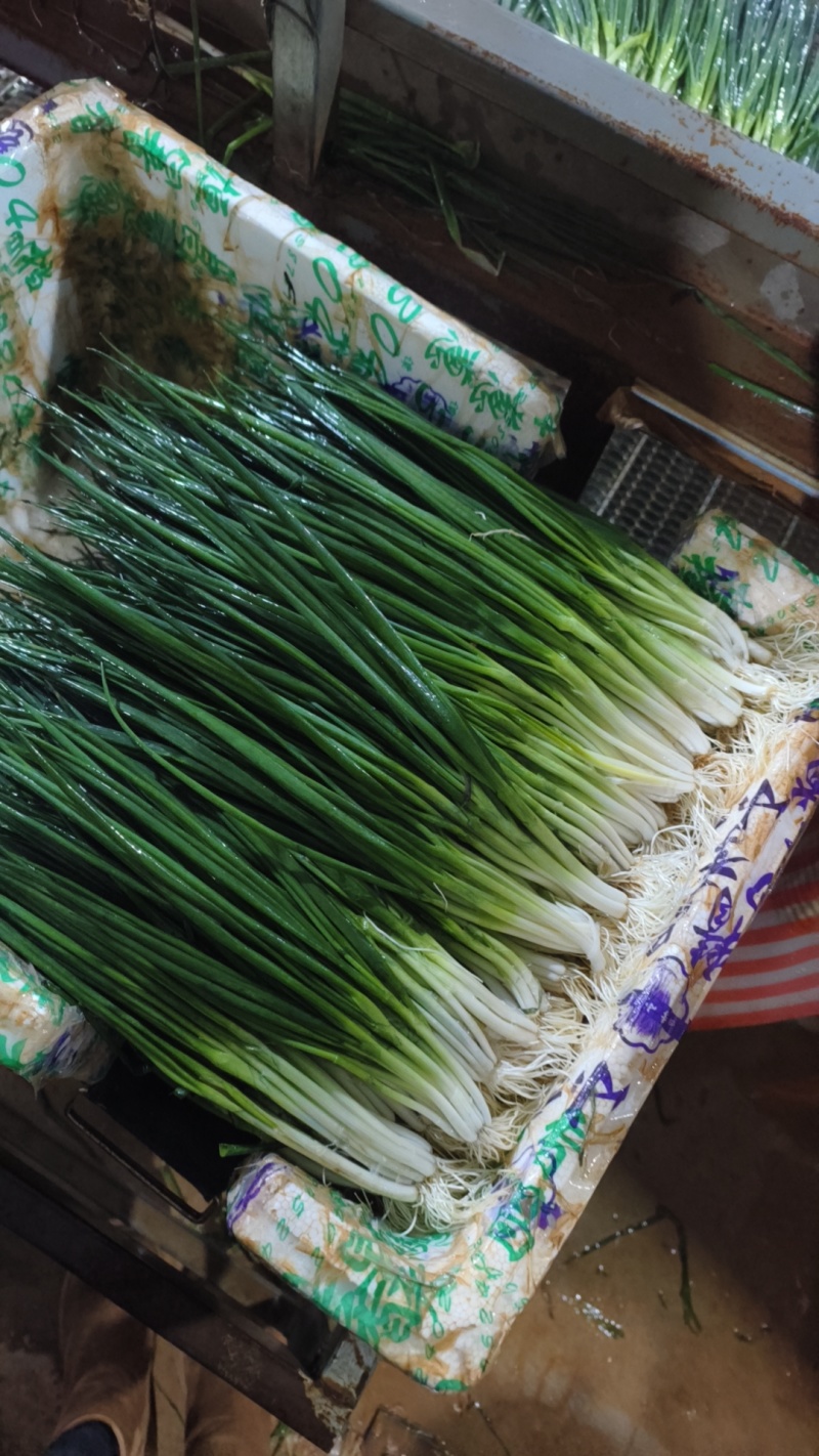 精品小香葱