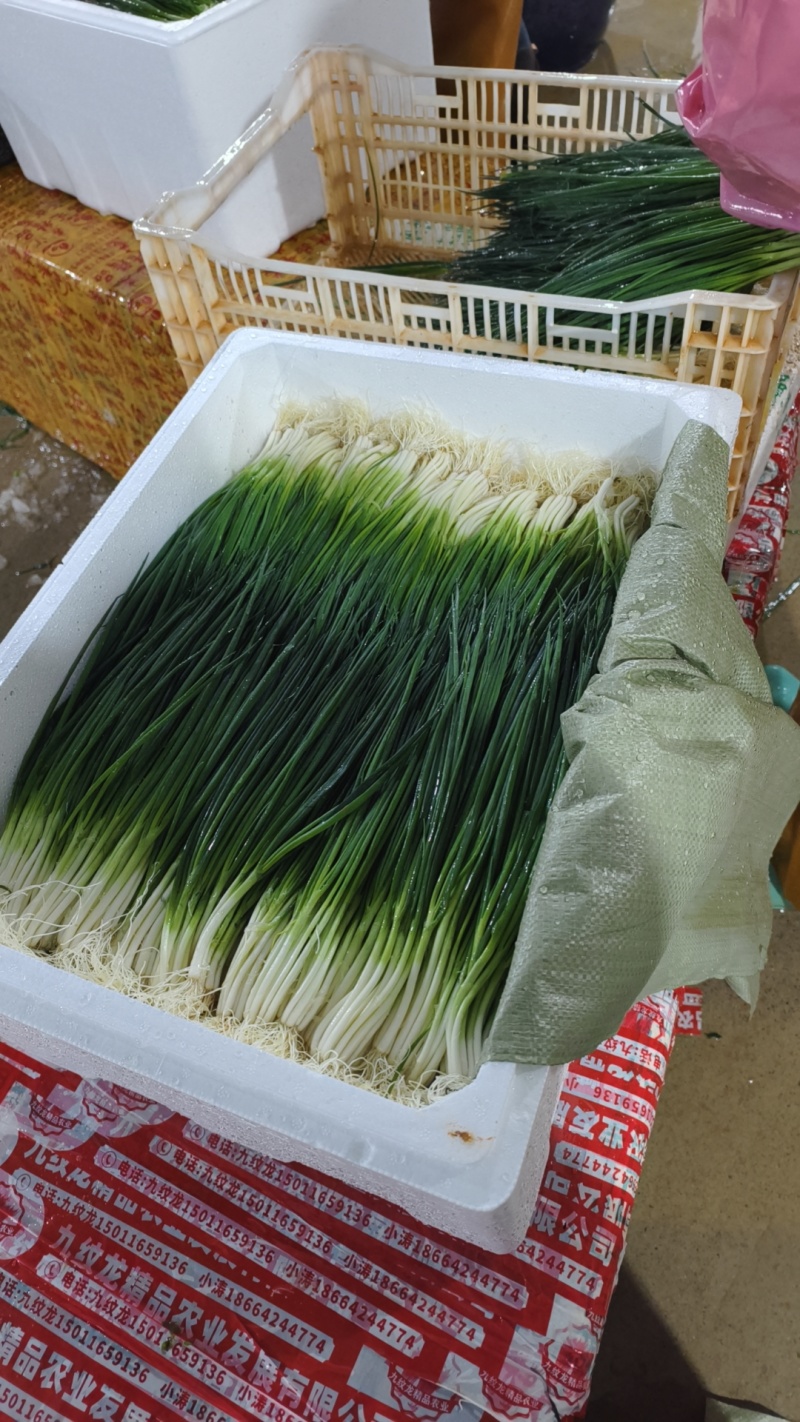 精品小香葱