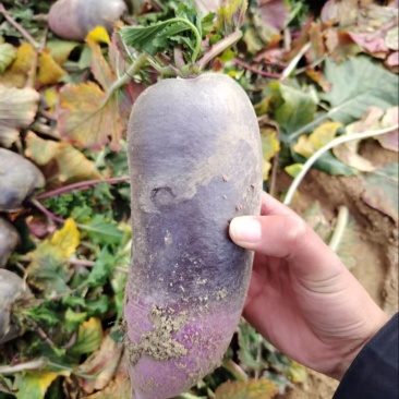 冰激淋水果萝卜