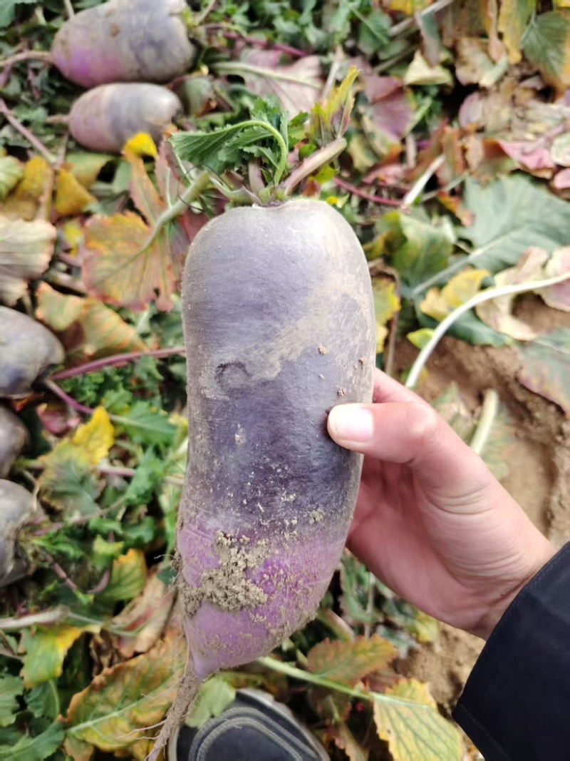冰激淋水果萝卜