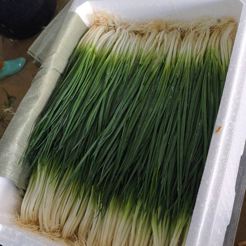 精品小香葱