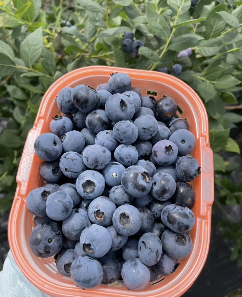 暖室大棚精选蓝莓直供/货源稳定/果优价美/可大宗采购