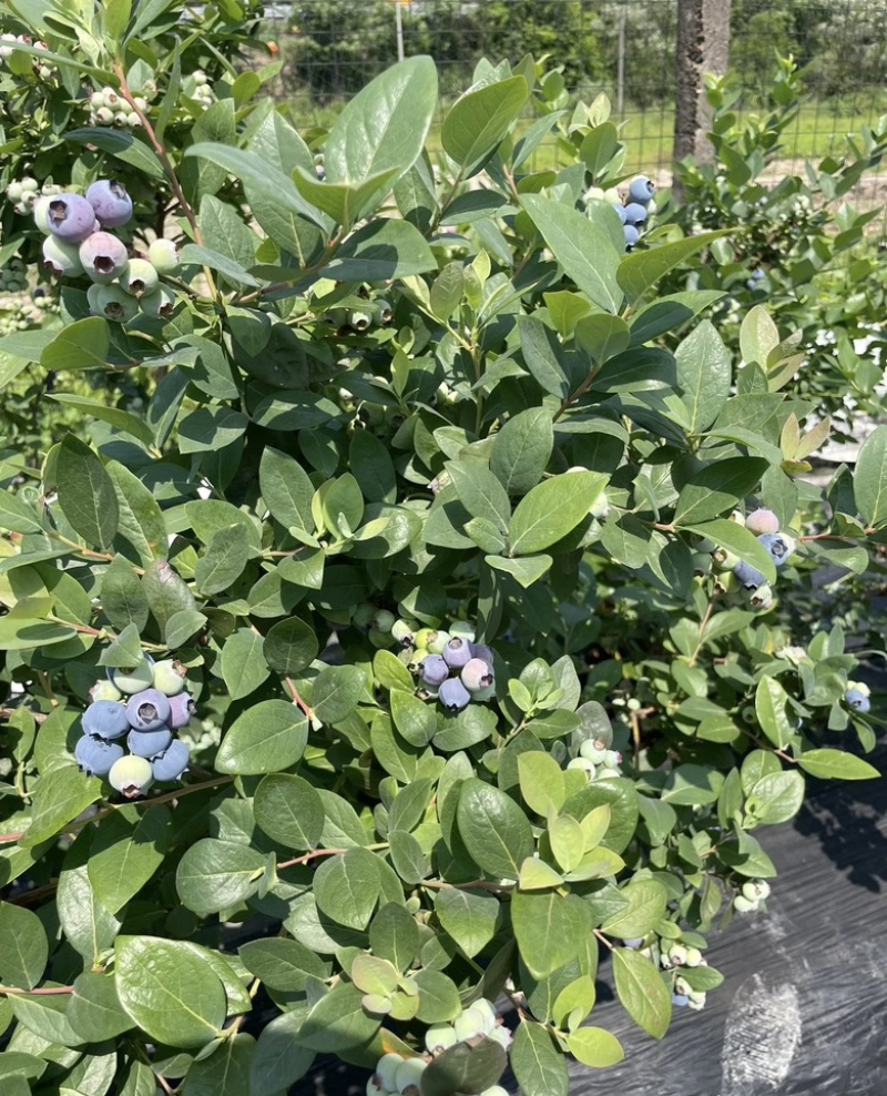 暖室大棚精选蓝莓直供/货源稳定/果优价美/可大宗采购