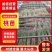 桃苗：油蟠9号，夏辉10号，金梦4号，中油37，