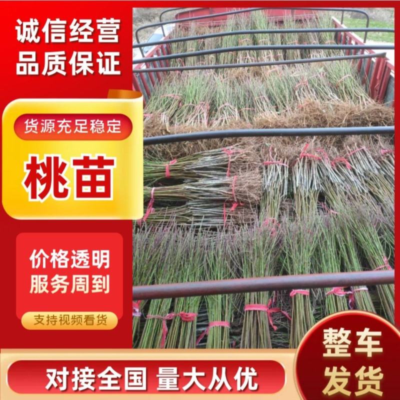 桃苗：油蟠9号，夏辉10号，金梦4号，中油37，