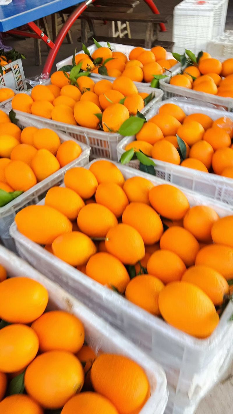 【实力】精品奉节脐橙现摘现发甜度高水分足产地直发