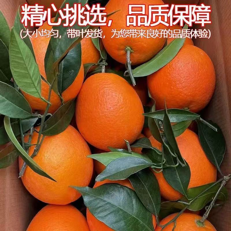 奉节脐橙精选好果不赚差价精挑细选品质保证量大