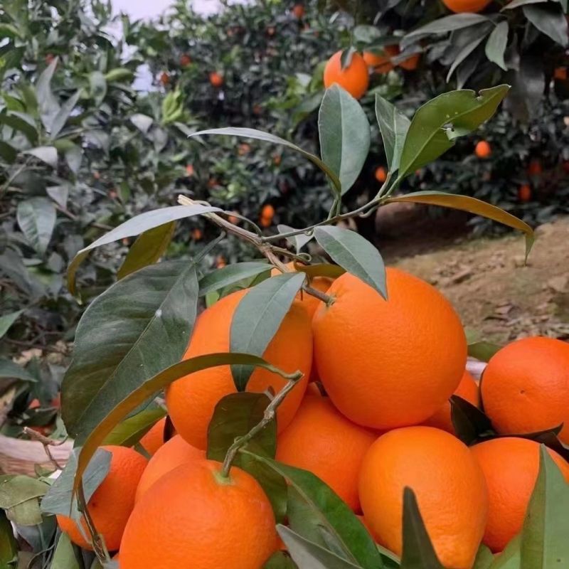 奉节脐橙精选好果不赚差价精挑细选品质保证量大