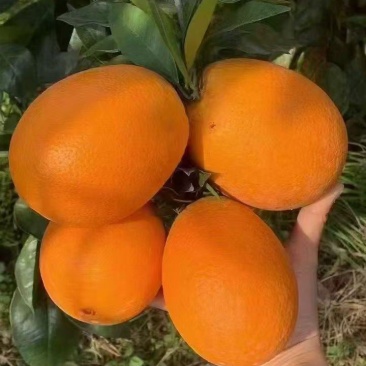 奉节脐橙精选好果不赚差价精挑细选品质保证量大