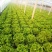 《生菜》河北生菜/精选生菜/产地直发货源充足，颜色光亮，