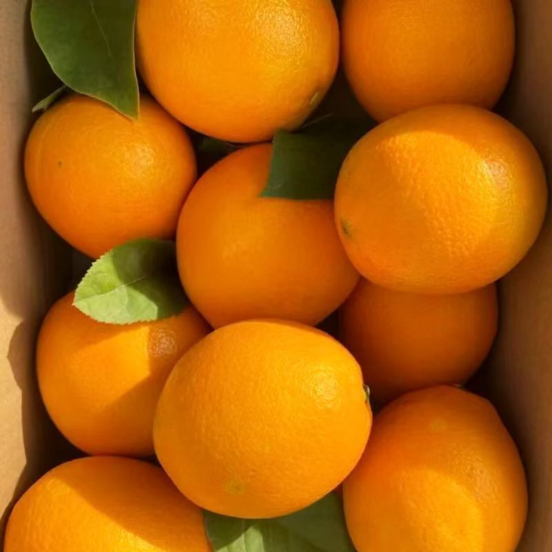 【优选】精品奉节脐橙对接电商商超千亩基地价格面议