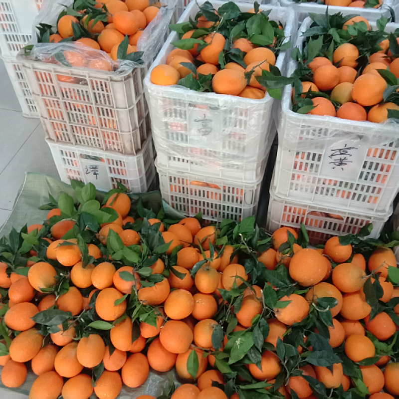 【优选】精品奉节脐橙对接电商商超千亩基地价格面议