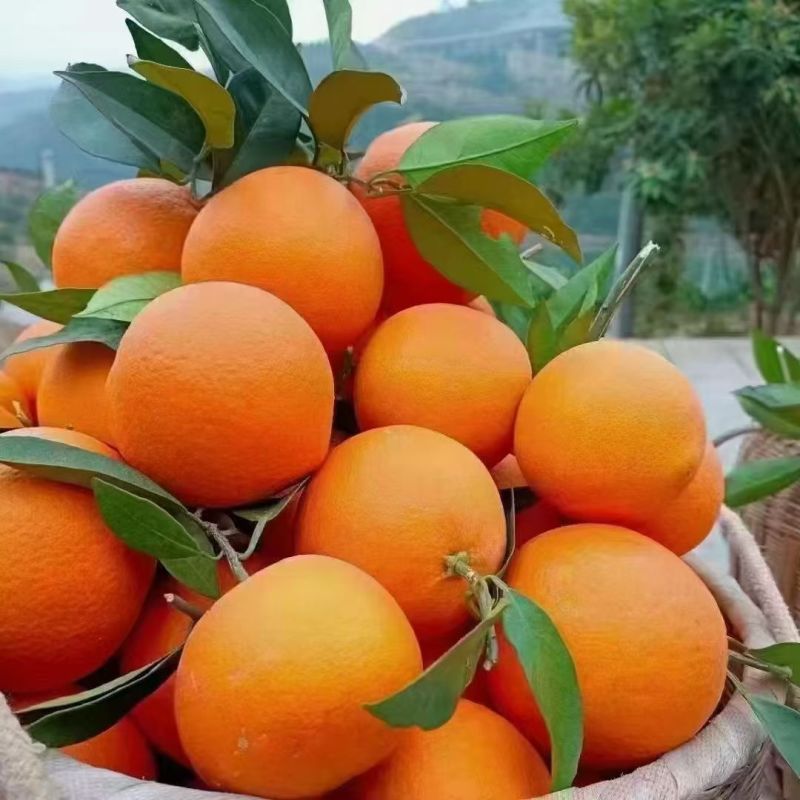 【优选】精品奉节脐橙对接电商商超千亩基地价格面议