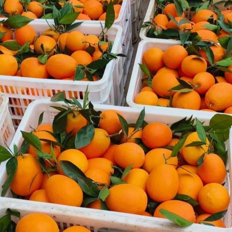 【推荐】精品奉节脐橙大量供应代发全国香甜多汁精选