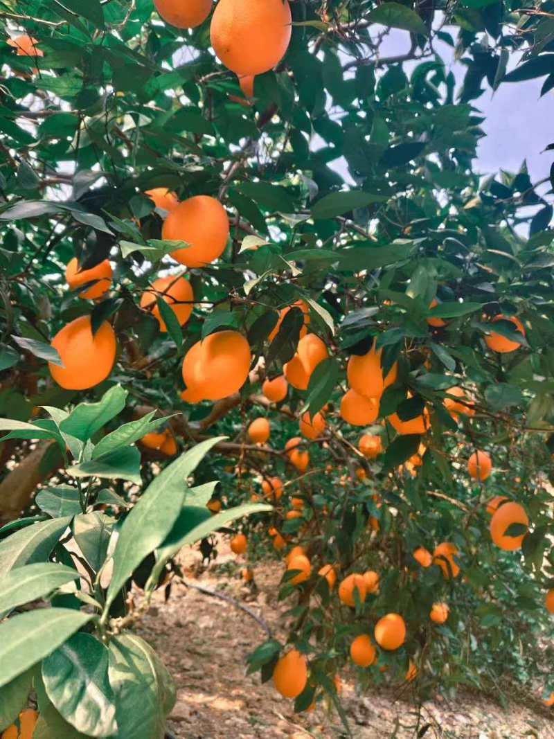 【推荐】精品奉节脐橙大量供应代发全国香甜多汁精选