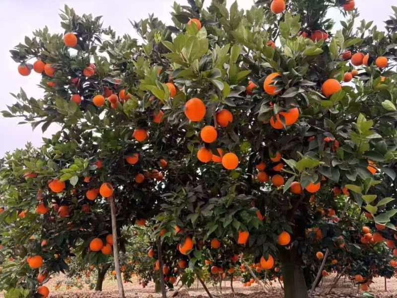 【推荐】精品奉节脐橙大量供应代发全国香甜多汁精选