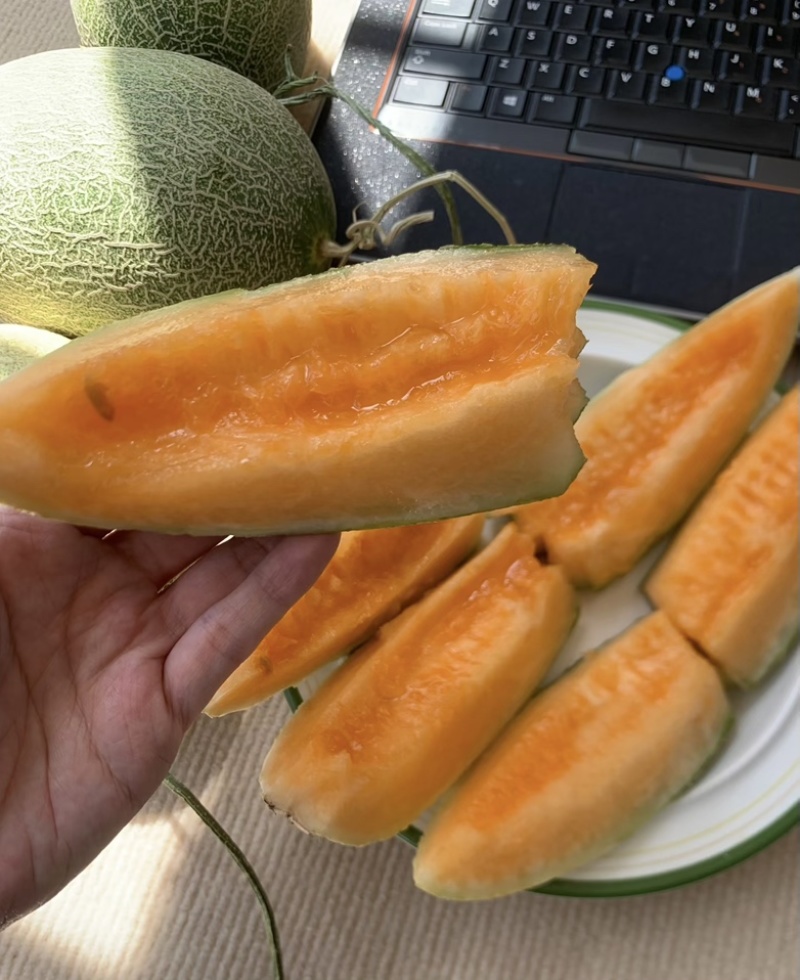 晓蜜哈密瓜（一件代发）电商直播社区团购档口商超可对接