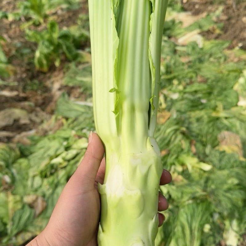 棒棒菜，包打捆，包上车