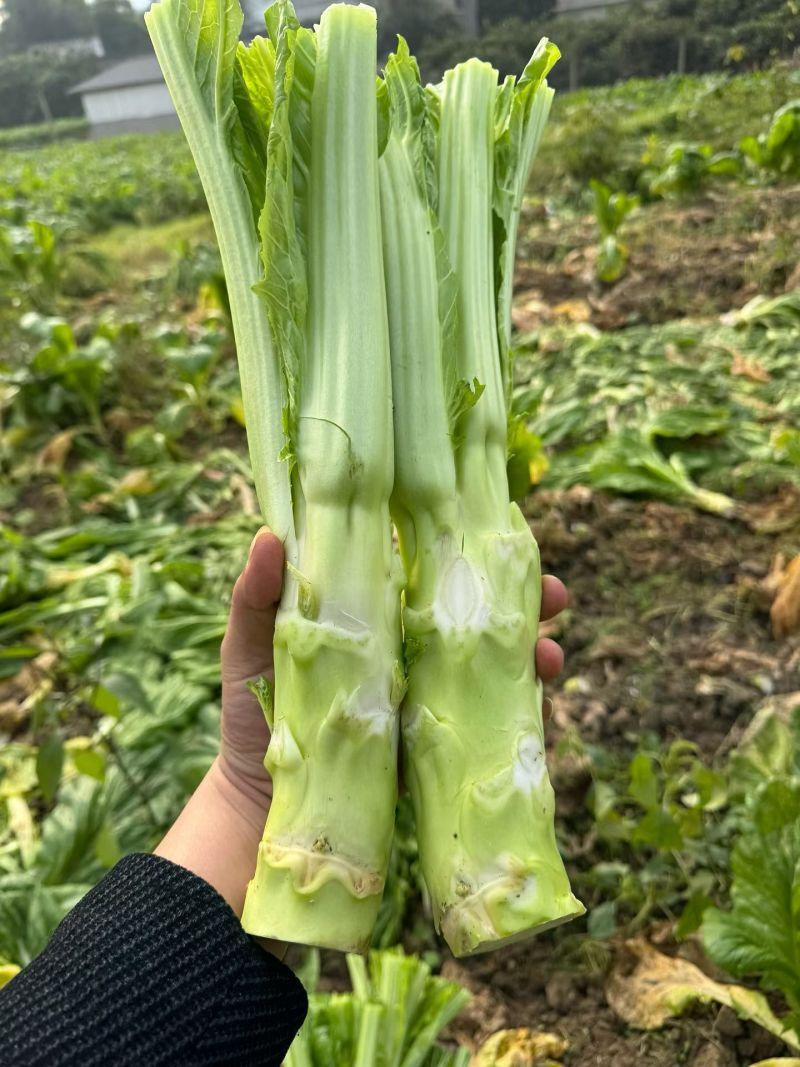 棒棒菜，包打捆，包上车