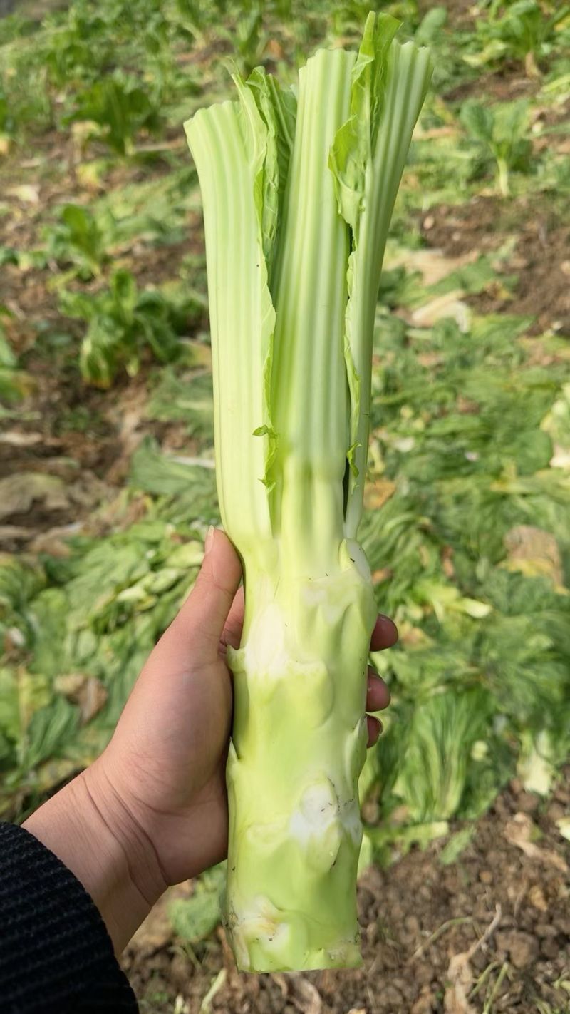 棒棒菜，包打捆，包上车