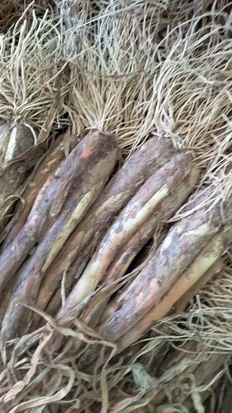 红葱大量有货便宜卖