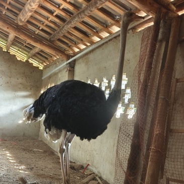鸵鸟一只