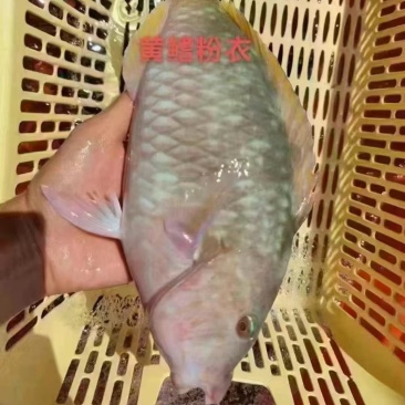 西沙粉衣鱼，性价比高，**烤鱼，**烤放鱼放血真空包装。