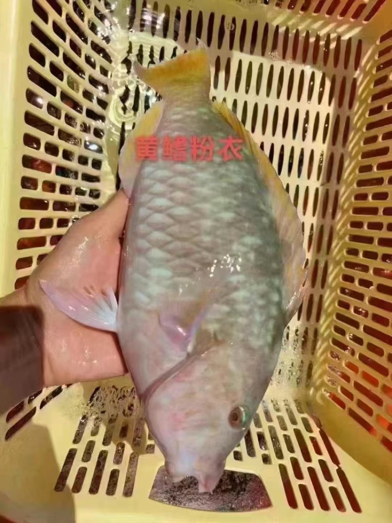 西沙粉衣鱼，性价比高，**烤鱼，**烤放鱼放血真空包装。