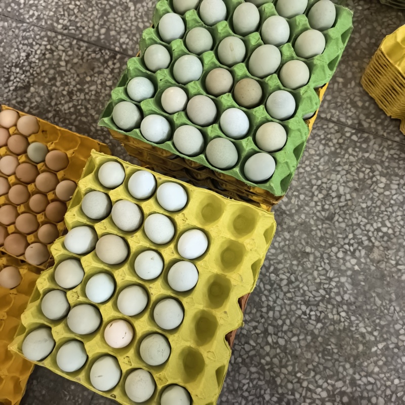 湖北土鸡蛋常年供应对接电商市场商超量大价优