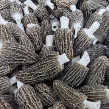 头茬羊肚菌，鲜货，干货都有。