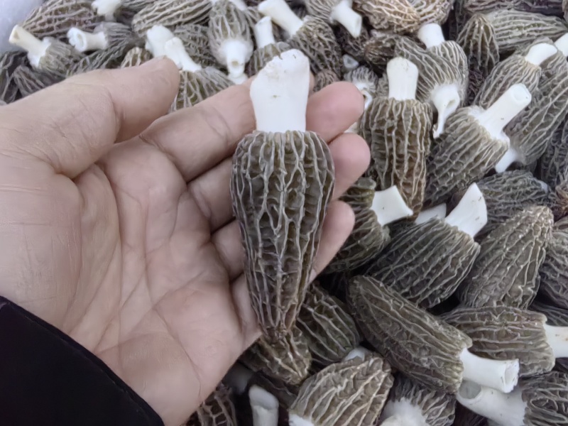 头茬羊肚菌，鲜货，干货都有。