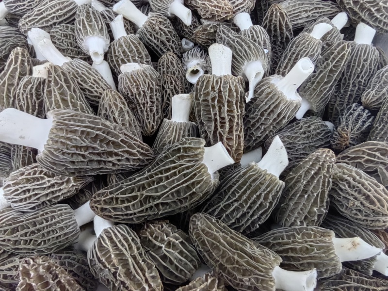 头茬羊肚菌，鲜货，干货都有。