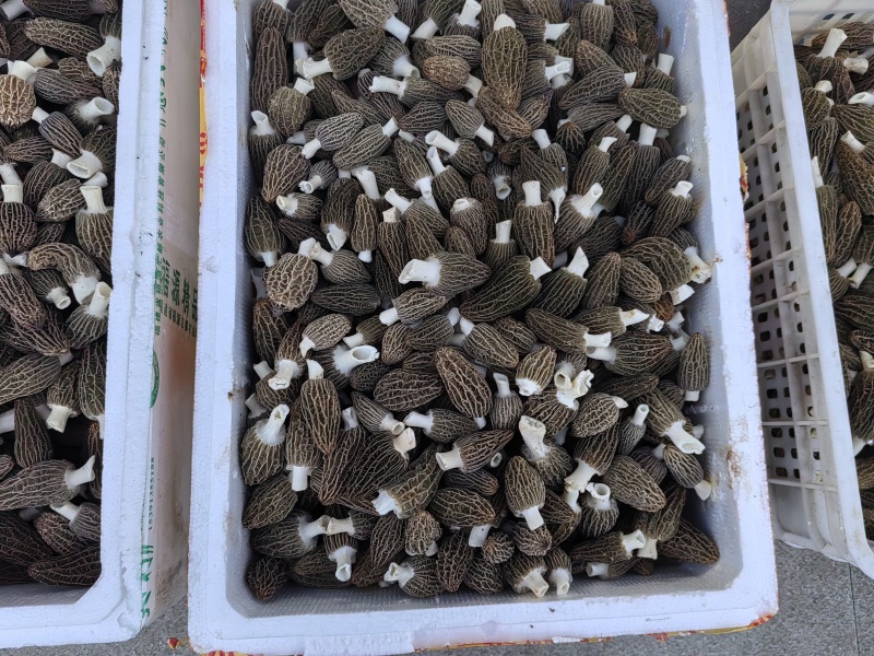 头茬羊肚菌，鲜货，干货都有。