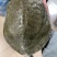 生态杂交甲鱼